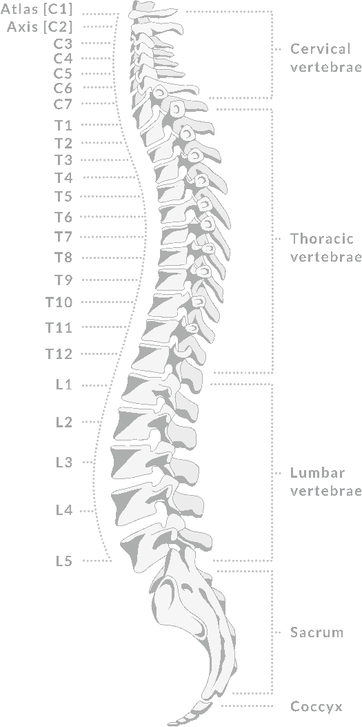 Diagram of the spine